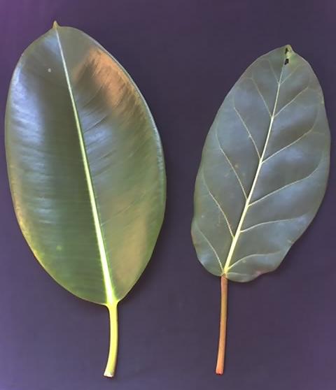 Ficus_elastica_Ficus_lutea